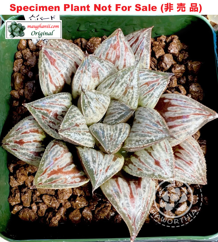 Hyb-638 H. hybrid 'Snow Leopard', 10 seeds, 2026