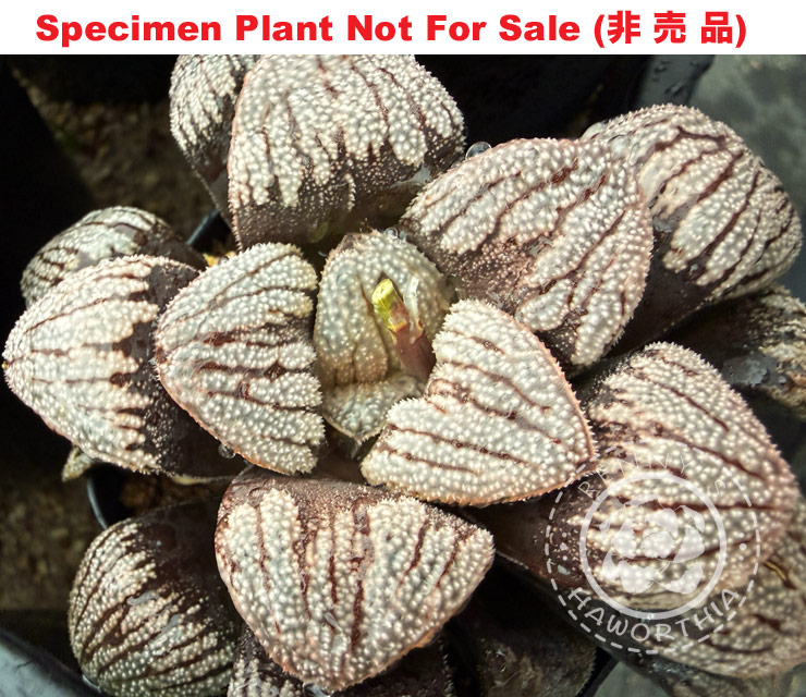 Hyb-601 H. hybrid 'Snowball' × 'Mordor', 10 seeds, 2026