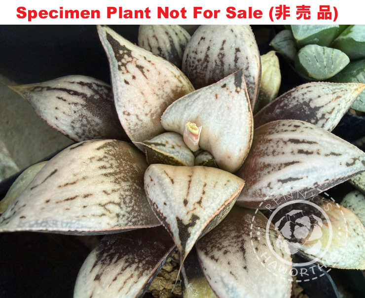 Hyb-402 H. hyb 'Solar Eclipse', 10 seeds, 2026