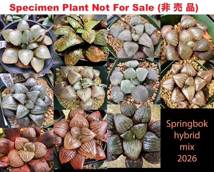 Hyb-1009 H. springbok hyb mix selection, 20 seeds, 2026