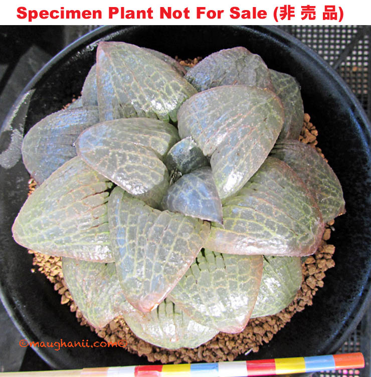Hyb-229 H. sprinpto 'Nikkou', 10 seeds, 2026 (FSW$75P) Hyb-229 H. sprinpto 'Nikkou', 10 seeds, 2026 (FSW$75P)