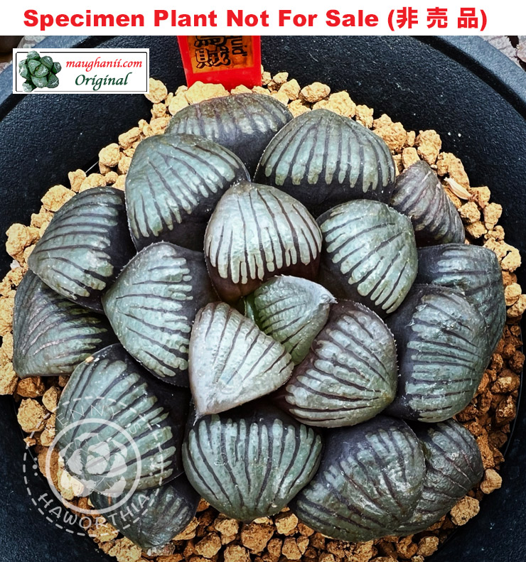 Hyb-404 H. hybrid 'Squid', 10 seeds, 2026
