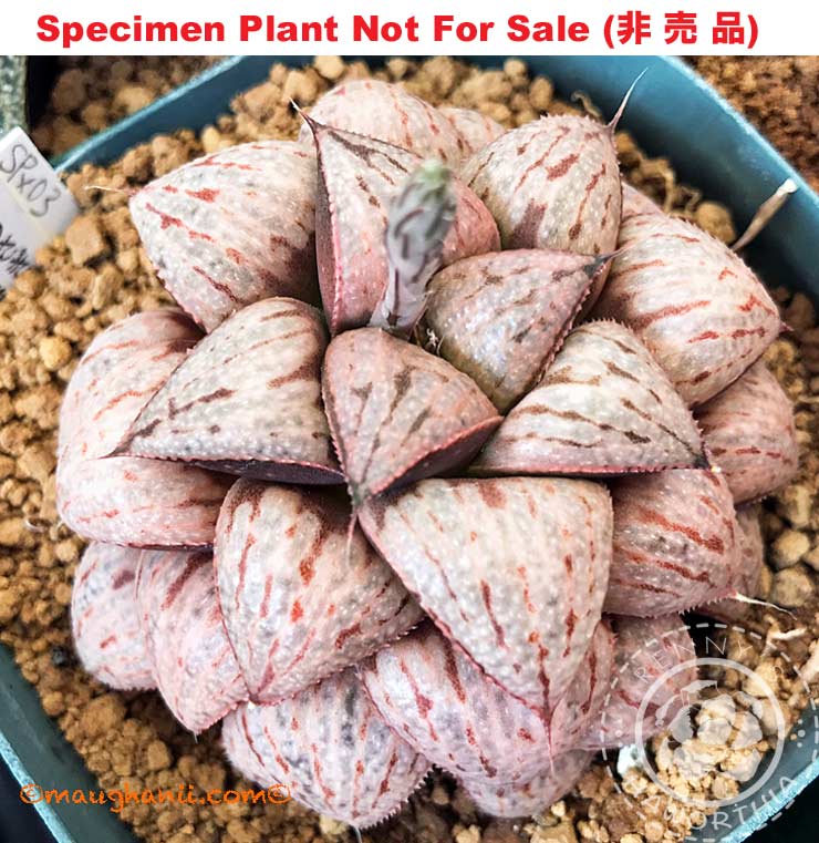 Hyb-492 H. hybrid 'Suisei', 10 seeds, 2026 Hyb-492 H. hybrid 'Suisei', 10 seeds, 2026