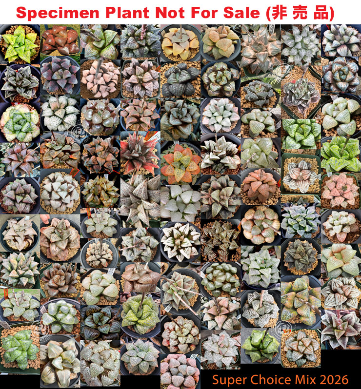 Hyb-1011 H. Super Choice mix selection, 100 seeds, 2026