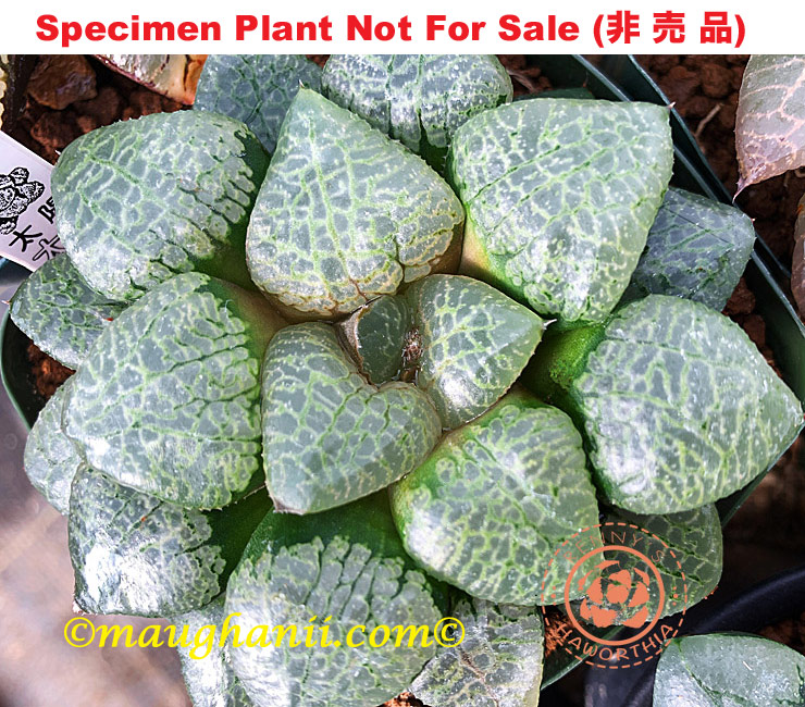 Hyb-230 H. cv 'Taiyo', 10 seeds, 2026