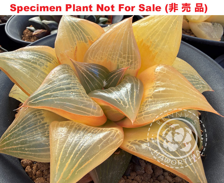 SE-908 H. hyb 'Ten No Izumi' variegate, 10 seeds, 2026