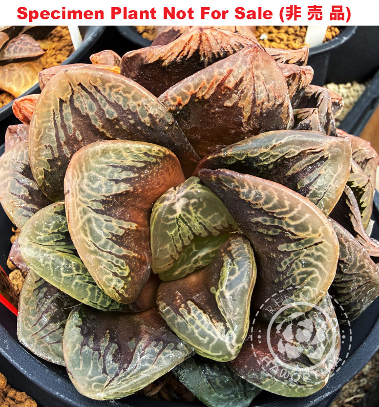 Hyb-432 H. hybrid 'Tenshin A', 10 seeds, 2026 Hyb-432 H. hybrid 'Tenshin A', 10 seeds, 2026
