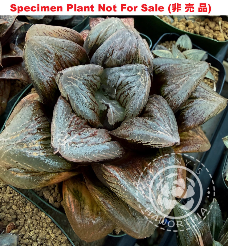 Hyb-454 H. hybrid 'The Yeti', 10 seeds, 2026 Hyb-454 H. hybrid 'The Yeti', 10 seeds, 2026