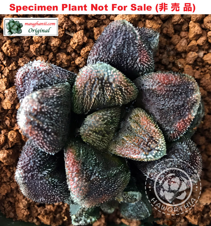 Hyb-319 H. hyb 'Vampire's Bloom', 10 seeds, 2026