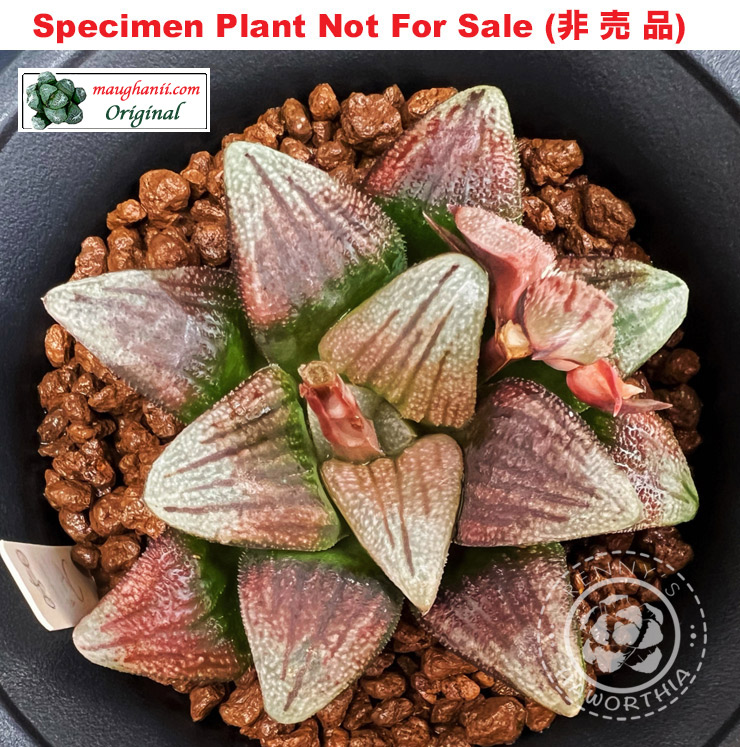 Hyb-346 H. hyb 'Violette', 10 seeds, 2026 Hyb-346 H. hyb 'Violette', 10 seeds, 2026