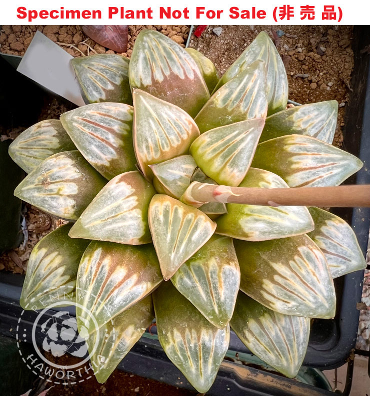 Hyb-458 H. mutica 'WW Marmalade', 10 seeds, 2026 Hyb-458 H. mutica 'WW Marmalade', 10 seeds, 2026