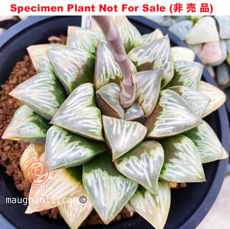 Hyb-309 H. hyb 'Silhouette', 10 seeds, 2026
