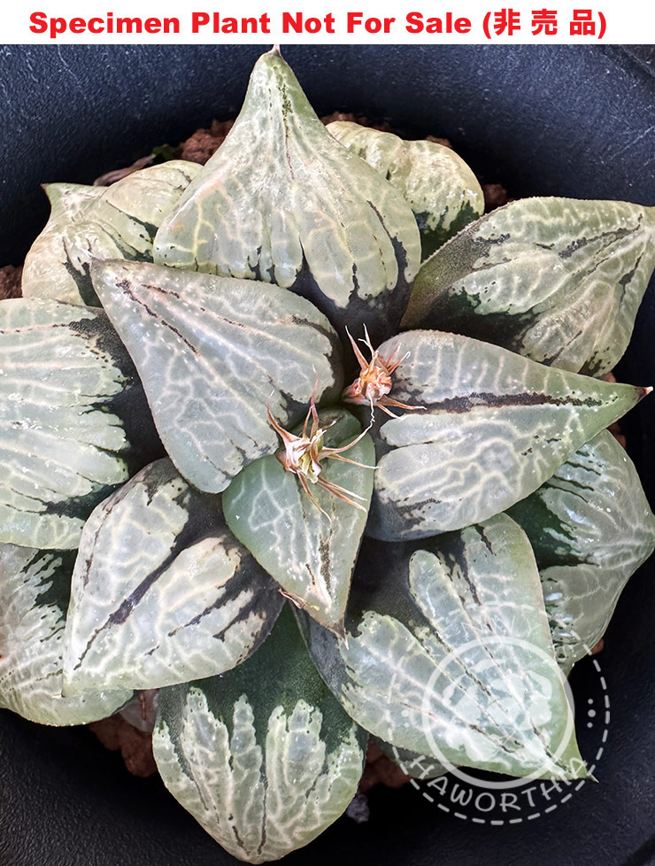 Hyb-395 H. hyb 'Weirdo', 10 seeds, 2026 Hyb-395 H. hyb 'Weirdo', 10 seeds, 2026