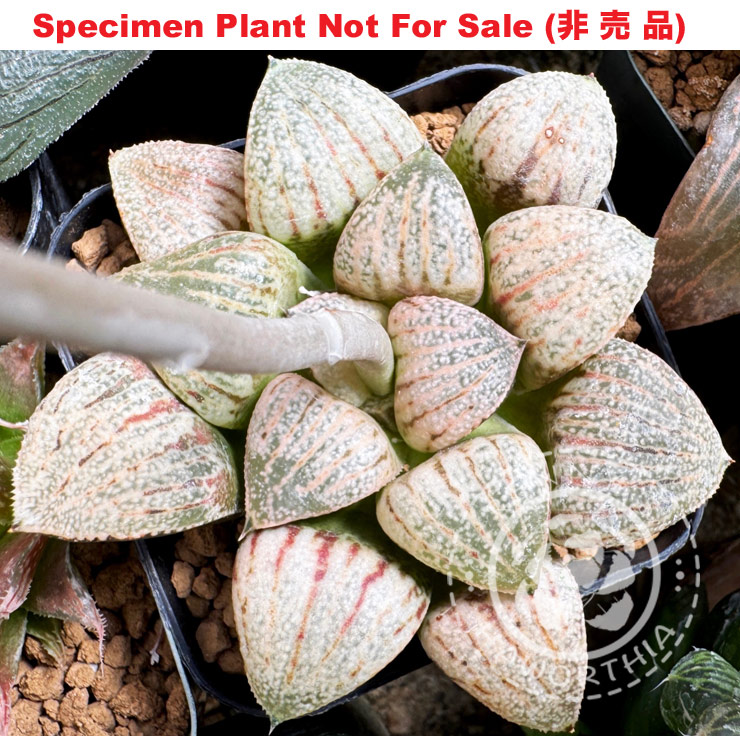 Hyb-520 H. hybrid 'White Chocolate' x 'Suisei', 10 seeds, 2026