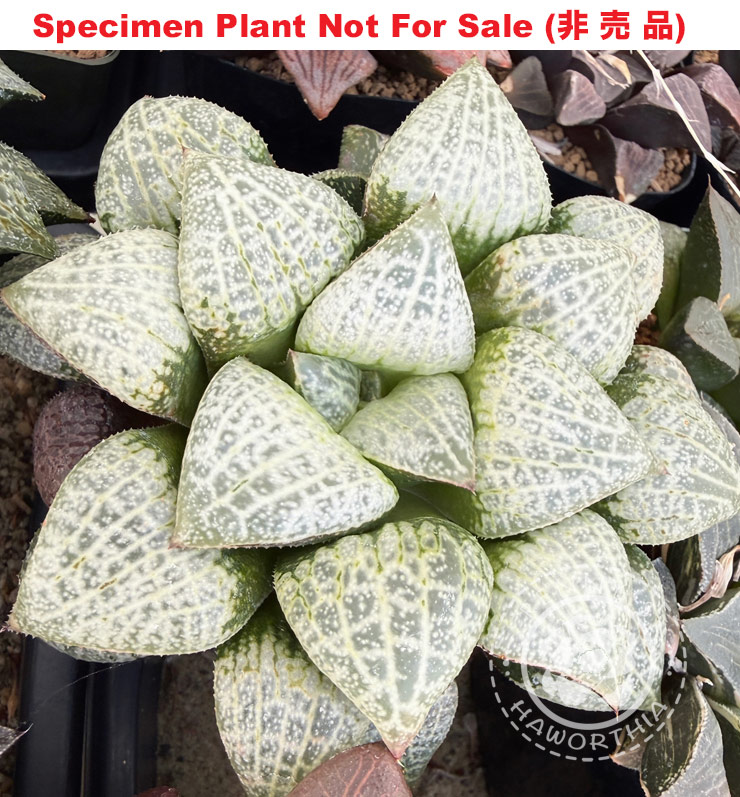 Hyb-304 H. compto 'White Daruma', 10 seeds, 2026