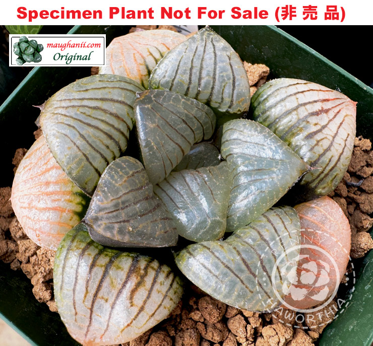 Hyb-419 H. hybrid 'White Gotham', 10 seeds, 2026 Hyb-419 H. hybrid 'White Gotham', 10 seeds, 2026