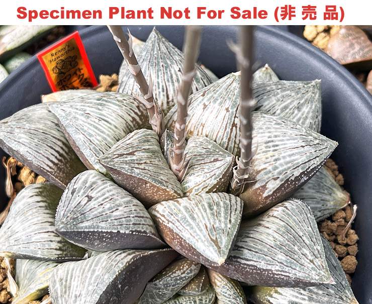 Hyb-611 H. cv 'White Hawk', 10 seeds, 2026