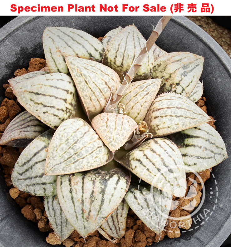 Hyb-546 H. hybrid 'White Knight', 10 seeds, 2026 (5/8) Hyb-546 H. hybrid 'White Knight', 10 seeds, 2026 (5/8)