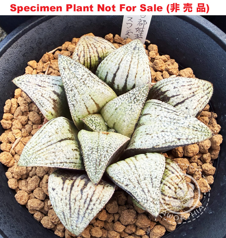 Hyb-559 H. hybrid 'Y059', 10 seeds, 2026 Hyb-559 H. hybrid 'Y059', 10 seeds, 2026