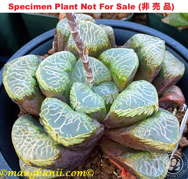 Hyb-281 H. cv 'Youen', 10 seeds, 2026