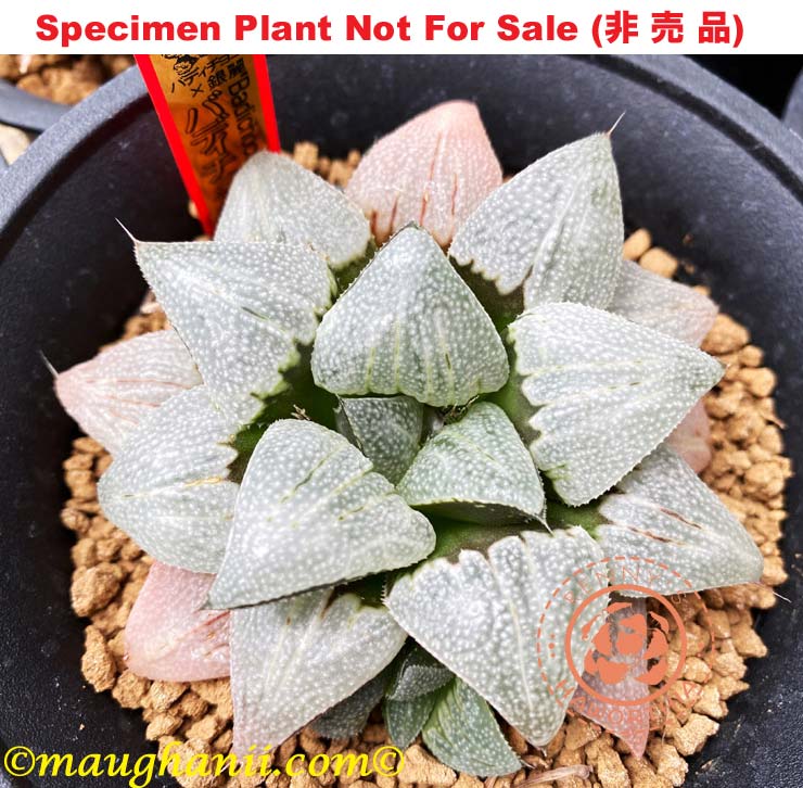 Hyb-602 H. hybrid 'badia x 'Choco Ginrei' 10 seeds, 2026