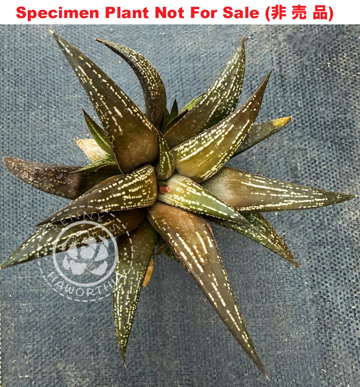 Hyb-588 H. species blackburniae hybrid, 10 seeds, 2026 Hyb-588 H. species blackburniae hybrid, 10 seeds, 2026