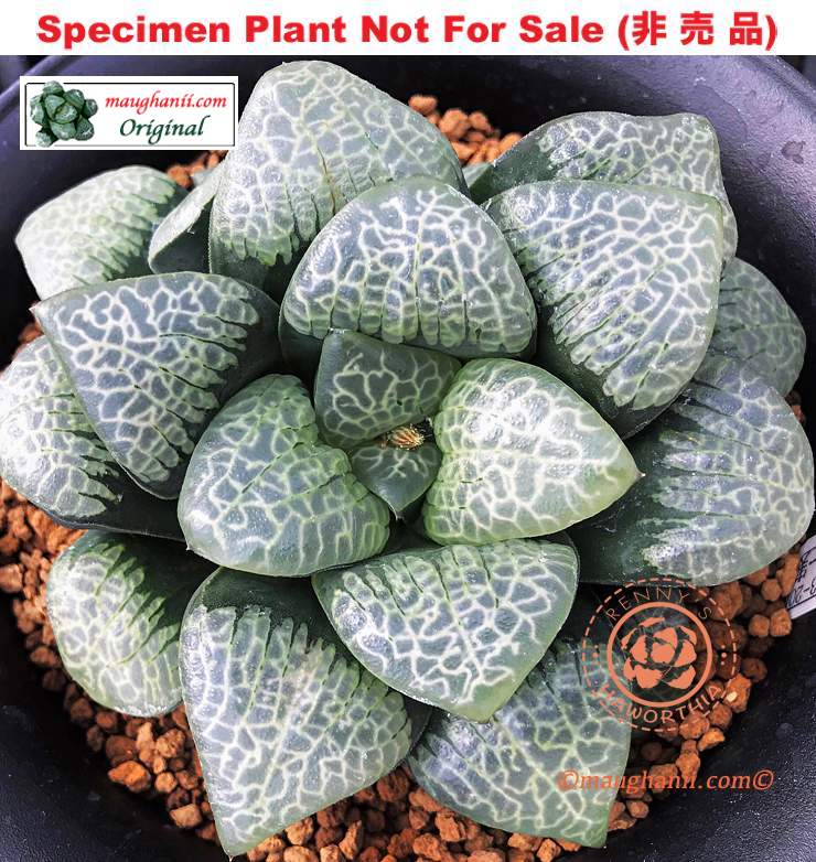 Hyb-226 H. hyb 'Intertwined', 10 seeds, 2026