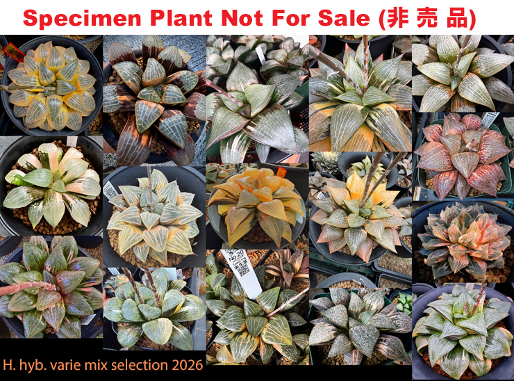 Hyb-1021-10 H. hybrid variegate mix selection, 10 seeds, 2026