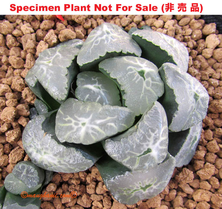 TM-801 H. maughanii 'Kyodai Jomon Monstrosa', 10 seeds, 2026