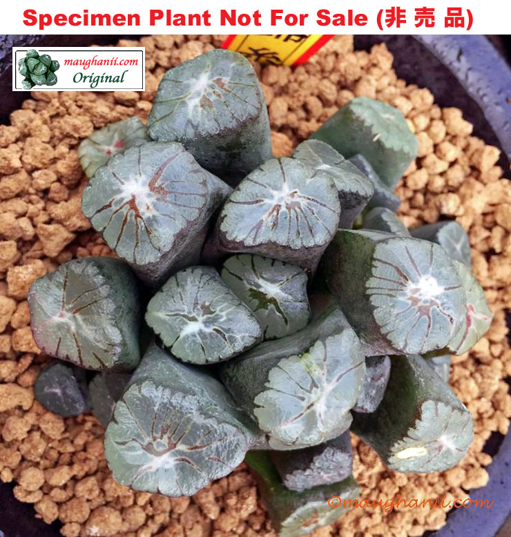 TM-802 H. maughanii 'Kinshi', 10 seeds, 2026