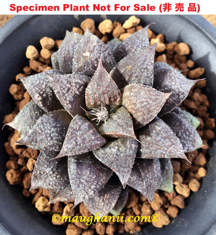 Hyb-372 H. hyb 'Wizard of Oz', 10 seeds, 2026 Hyb-372 H. hyb 'Wizard of Oz', 10 seeds, 2026