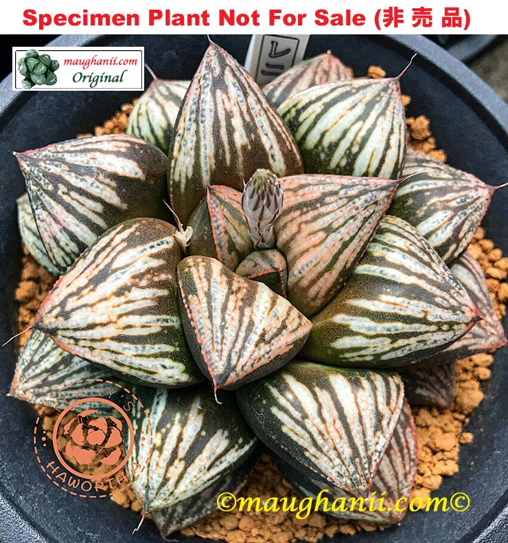 Hyb-269 H. hybrid 'Mauna Kea', 10 seeds, 2026
