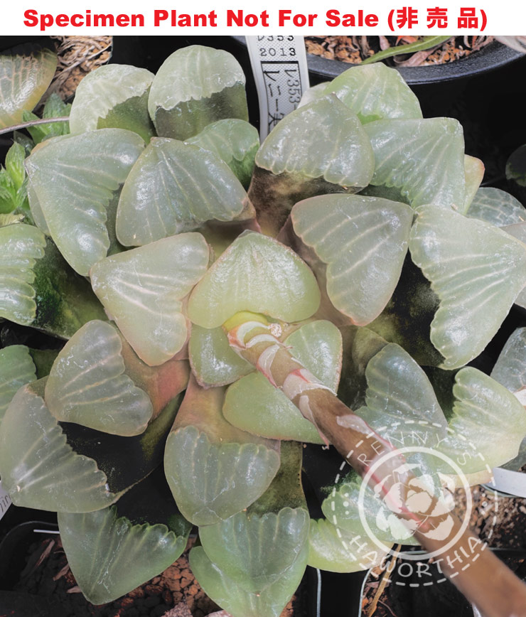 Hyb-439 H. mutica 'Matte' (RS353-2013), 10 seeds, 2026 Hyb-439 H. mutica 'Matte' (RS353-2013), 10 seeds, 2026