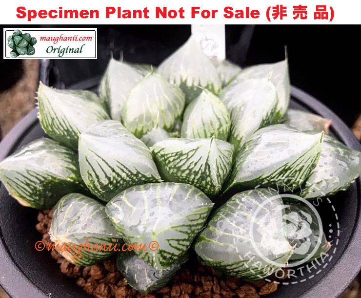 Hyb-267 H. obtusa 'Coco', 10 seeds, 2026