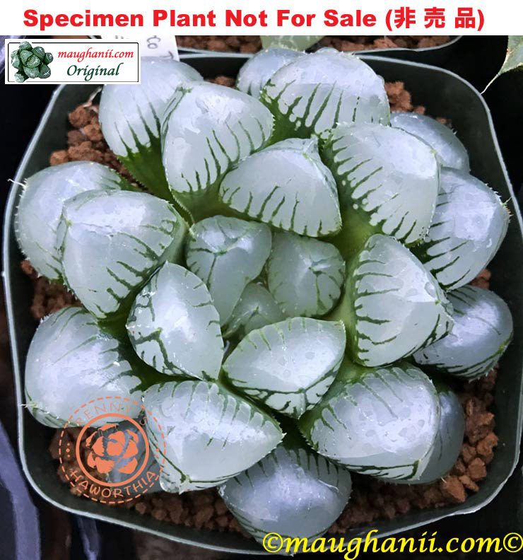 Hyb-396 H. obtusa 'Marco Polo', 10 seeds, 2026 Hyb-396 H. obtusa 'Marco Polo', 10 seeds, 2026