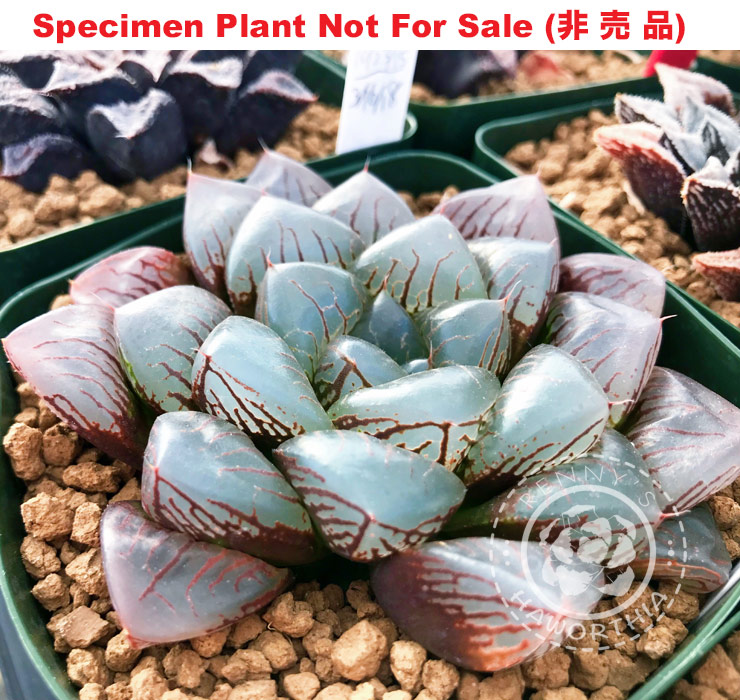 Hyb-336 H. obtusa seedling 'No.108', 10 seeds, 2026 Hyb-336 H. obtusa seedling 'No.108', 10 seeds, 2026