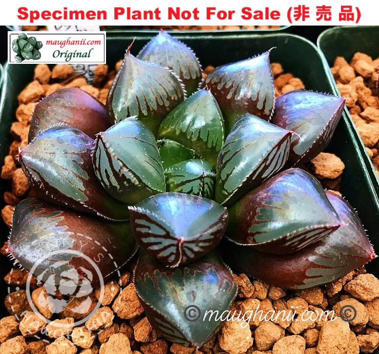 Hyb-591 H. obtusa 'Red Lantern', 10 seeds, 2026 Hyb-591 H. obtusa 'Red Lantern', 10 seeds, 2026