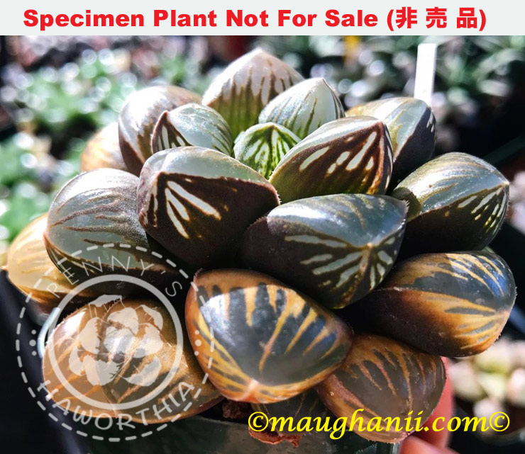 Hyb-394 H. hyb 'Red Rum', 10 seeds, 2026 Hyb-394 H. hyb 'Red Rum', 10 seeds, 2026