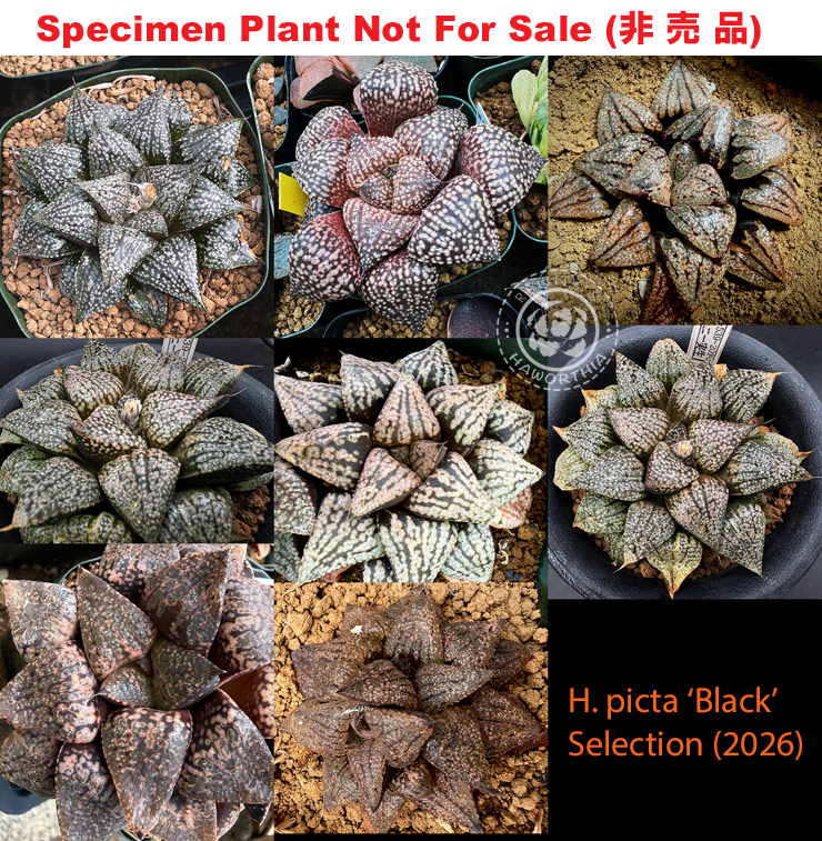 Hyb-1012 H. picta 'Black' selection, 10 seeds, 2026