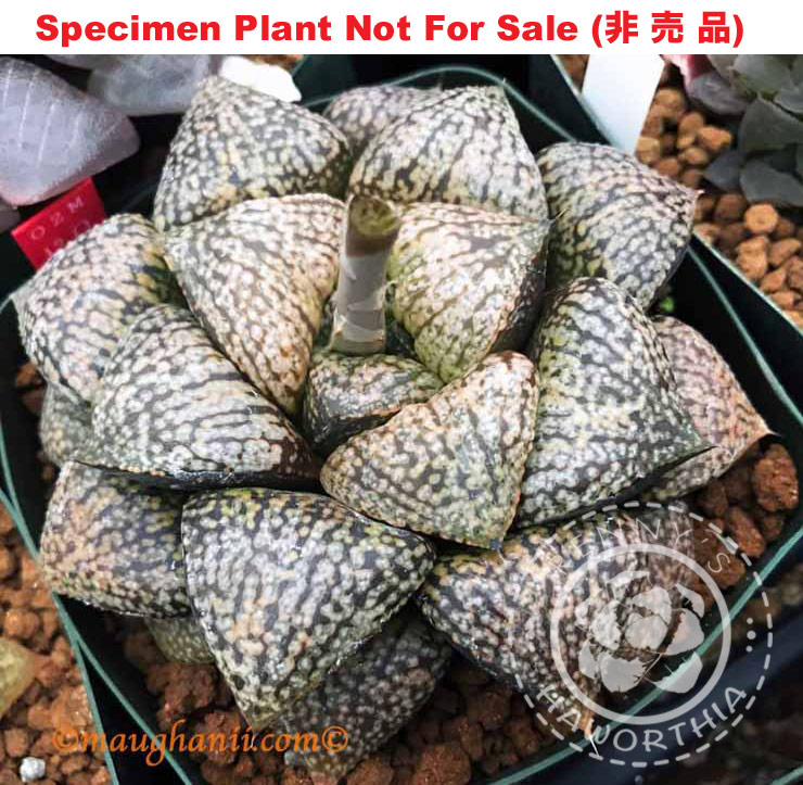 Pict-16 H. picta 'OZM seedling 12-1', 10 seeds, 2026