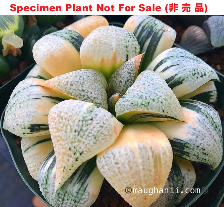SE-903 H. picta '739' variegate, 10 seeds, 2026