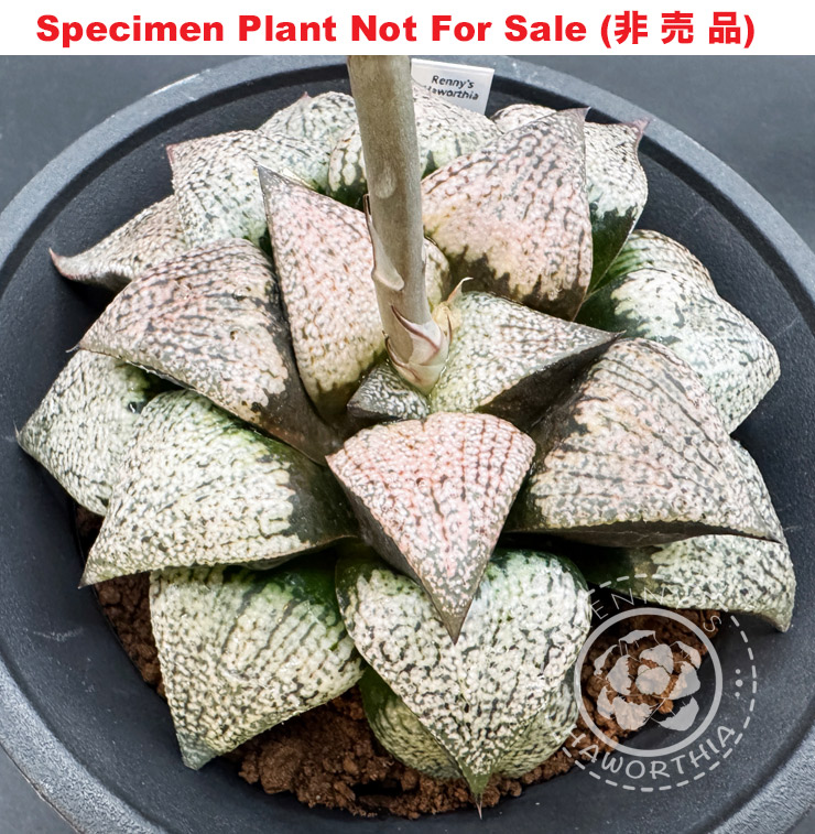 Pict-15 H. picta '739', 10 seeds, 2026
