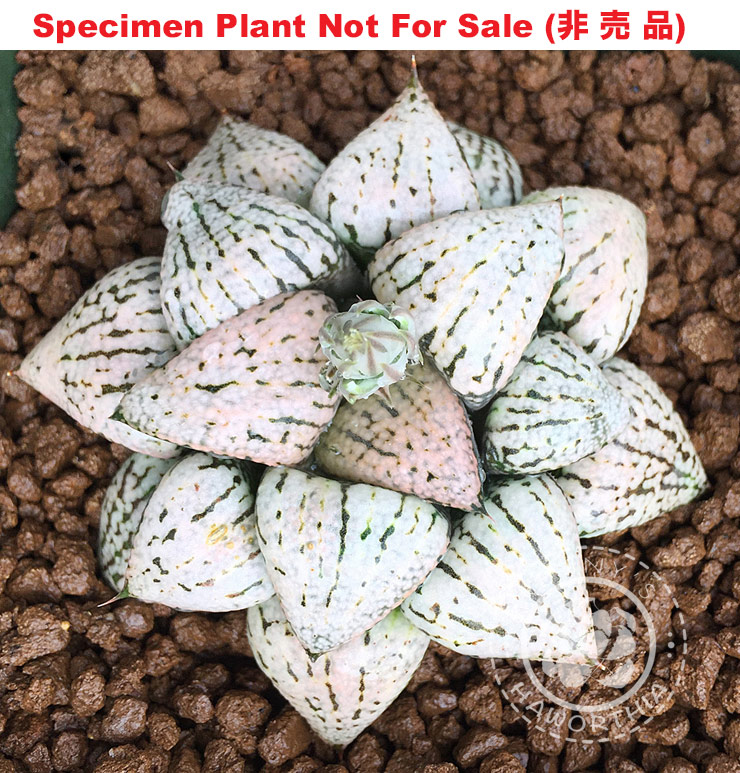 Pict-11 H. picta 'Angelica', 10 seeds, 2026