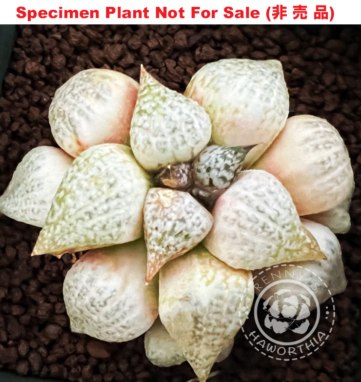 Pict-04 H. picta 'Dragon Pict 08', 10 seeds, 2026