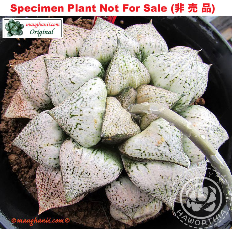 Pict-01 H. picta 'Everest', 10 seeds, 2026