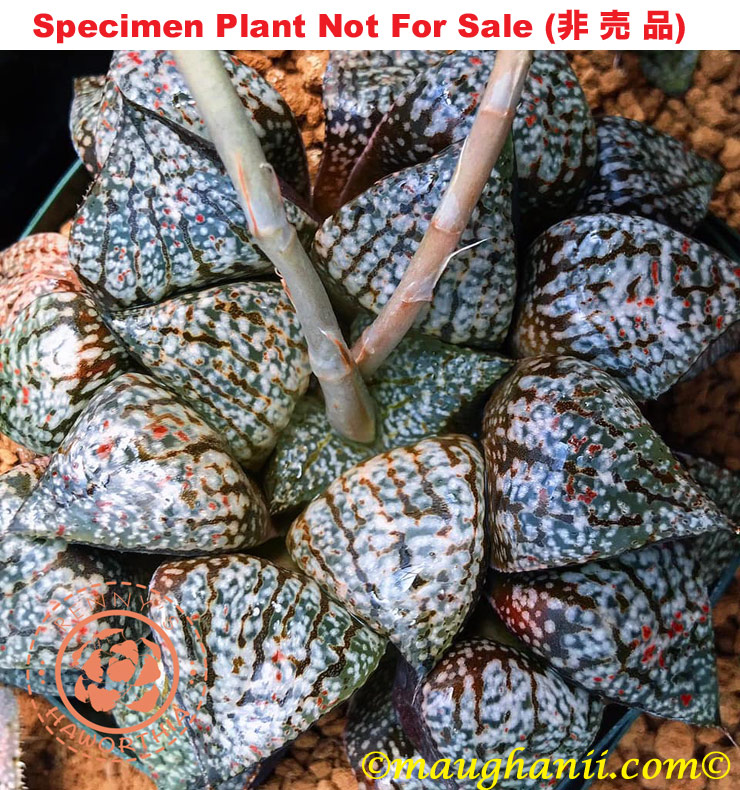 Pict-17 H. picta 'Multi', 10 seeds, 2026