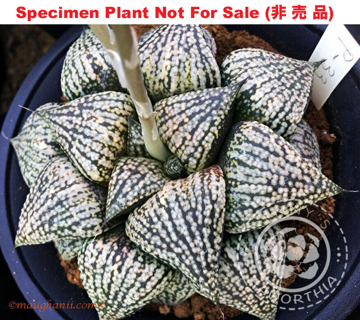 Pict-10 H. picta 'Queen', 10 seeds, 2026
