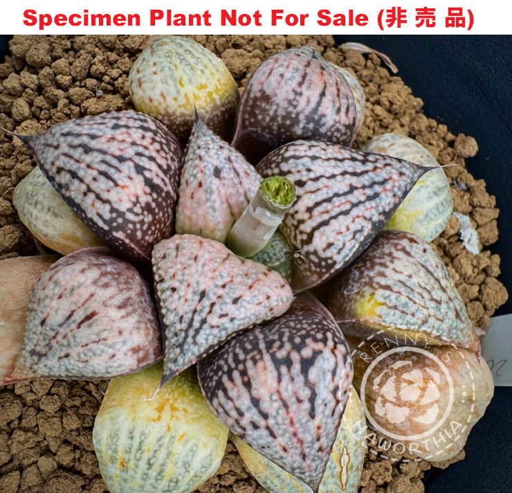Pict-08 H. picta 'Pearl x Tsukahara' 2006, 10 seeds, 2026