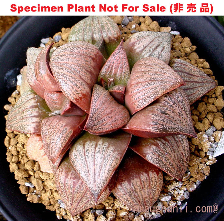 Pict-12 H. picta 'Pink picta', 10 seeds, 2026