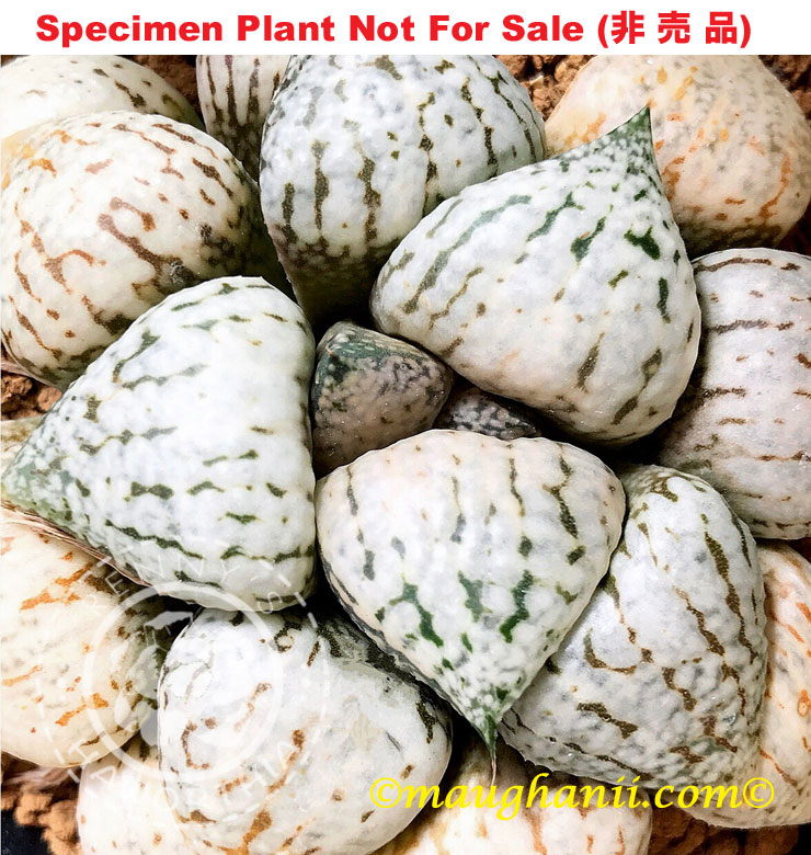 Pict-02 H. picta 'Porcelain', 10 seeds, 2026